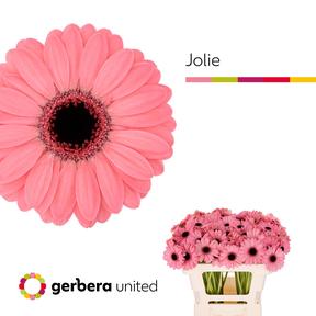 Germini plastic jolie