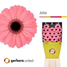 Germini plastic jolie