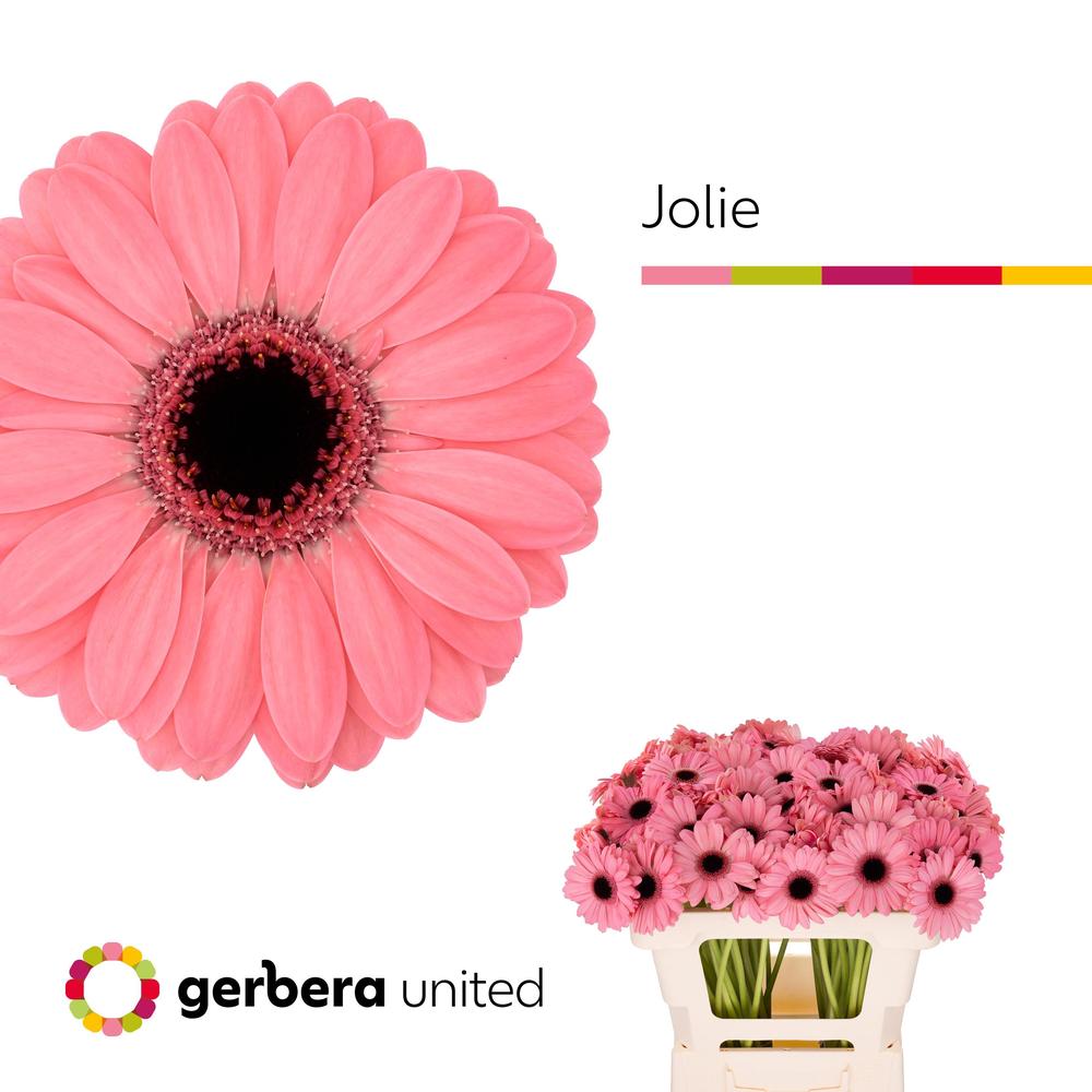 Germini plastic jolie