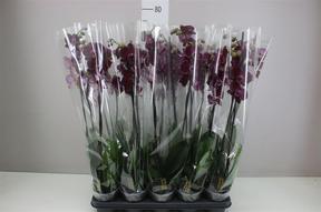 Phalaenopsis Red 2tak 20+