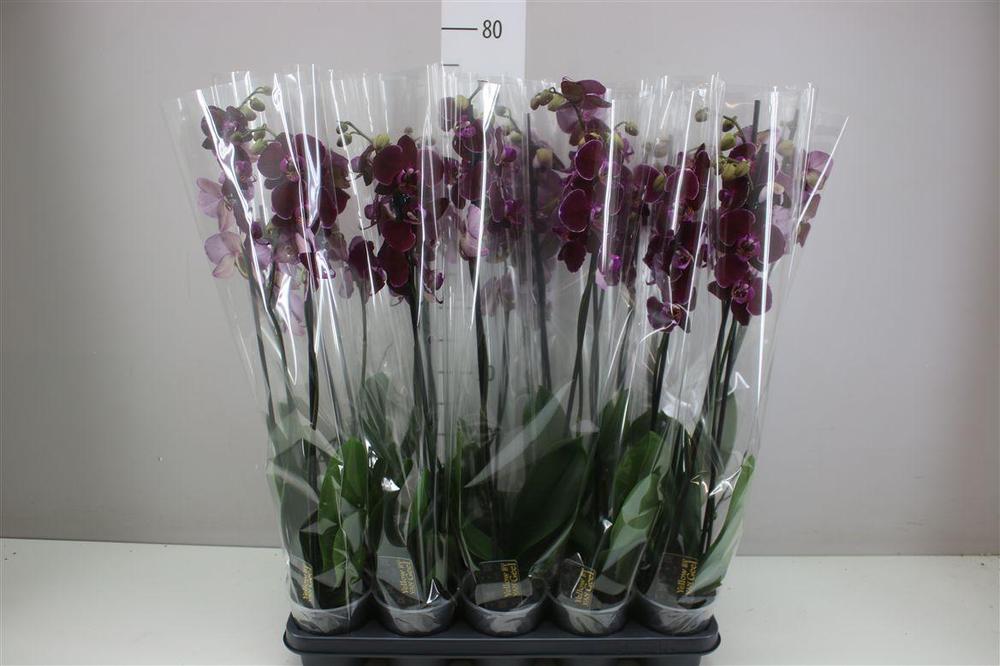 Phalaenopsis Red 2tak 20+