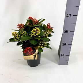 Skimmia jap. Obsession