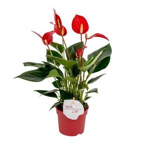 Anthurium Lilli red