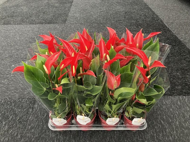 Anthurium Lilli red