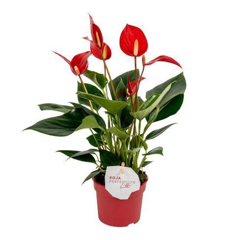 Anthurium Lilli red
