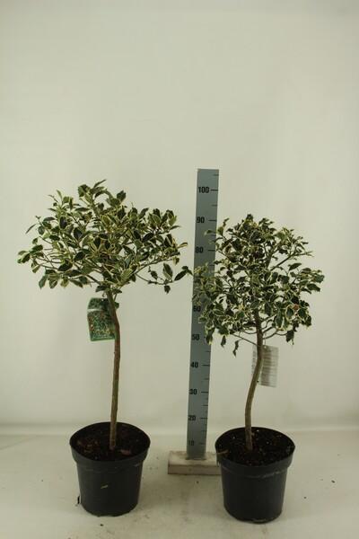 Ilex argentea Marginata kmen