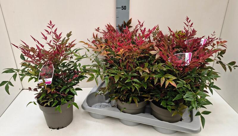 Nandina domestica