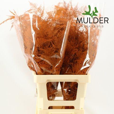 Zeleň - asparagus plumosus vrf mix