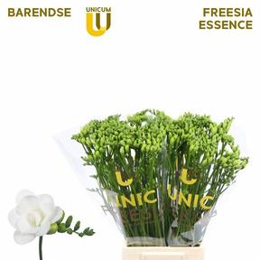 Freesia du essence