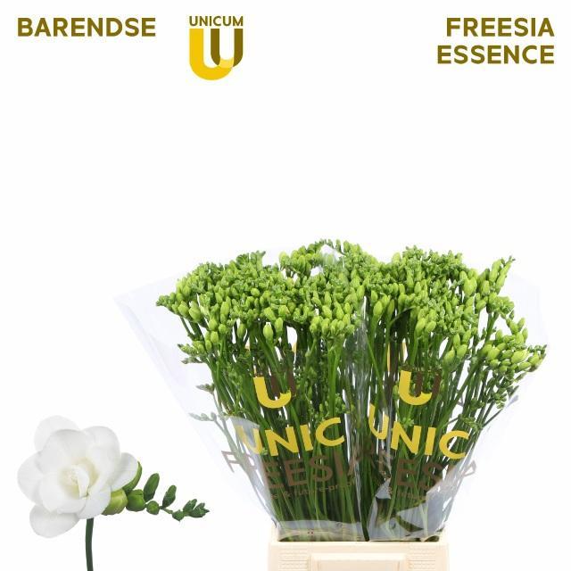Freesia du essence