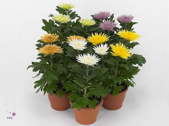 Chrysanthemum Solinea mix