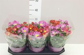 Chrysanthemum Solinea mix