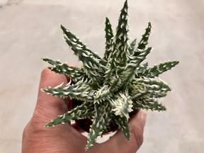Aloe humilis Shark