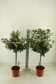 Viburnum Tinus