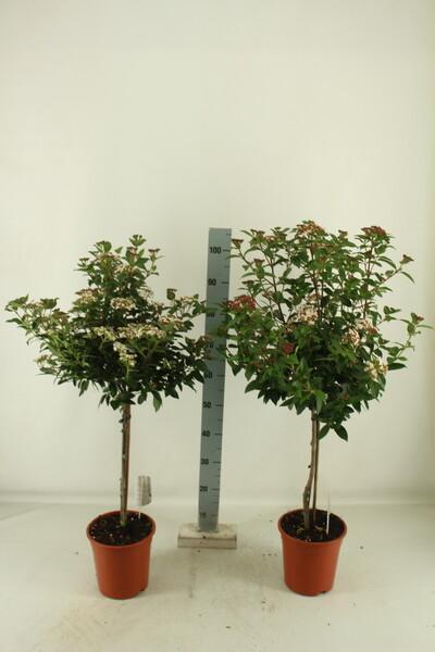 Viburnum Tinus