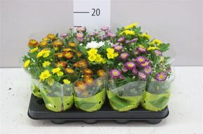 Chrysanthemum Swifty mini mix