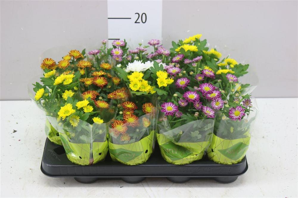 Chrysanthemum Swifty mini mix