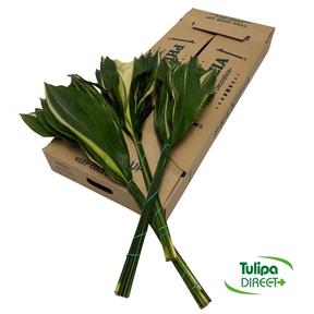 Zeleň - aspidistra variegata malá DIRECT (esp) bal.