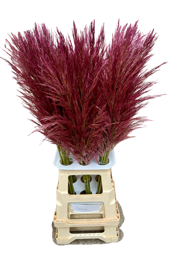 Cortaderia selloana obarvená