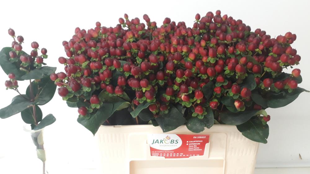 Hypericum coco montana