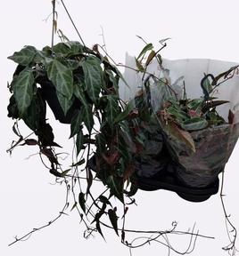 Parthenocisus závěs