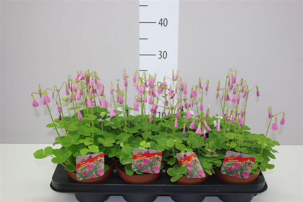 Oxalis Bowei Amaranta