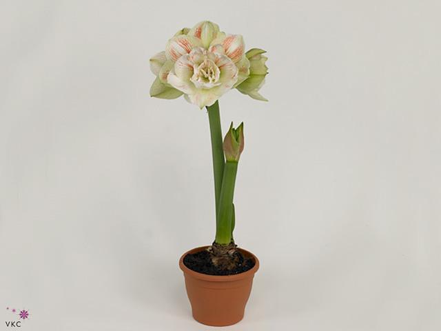 Hippeastrum Papilio