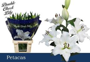 Lilium or petacas