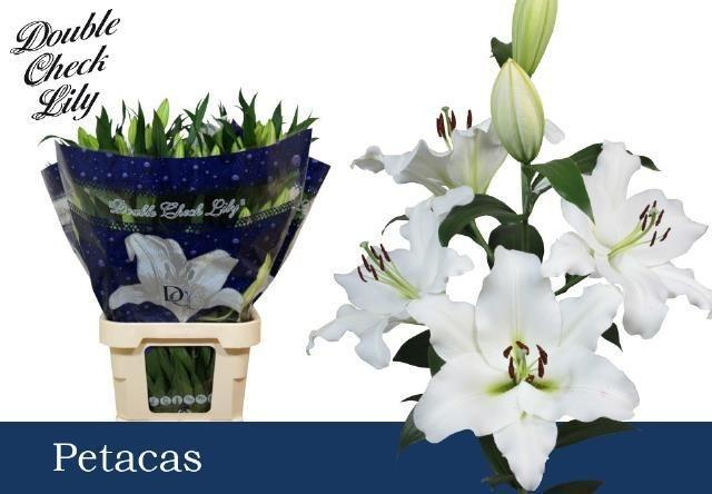Lilium or petacas