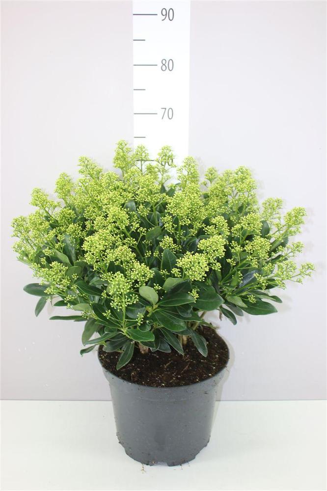 Skimmia japonica Finchy 50+