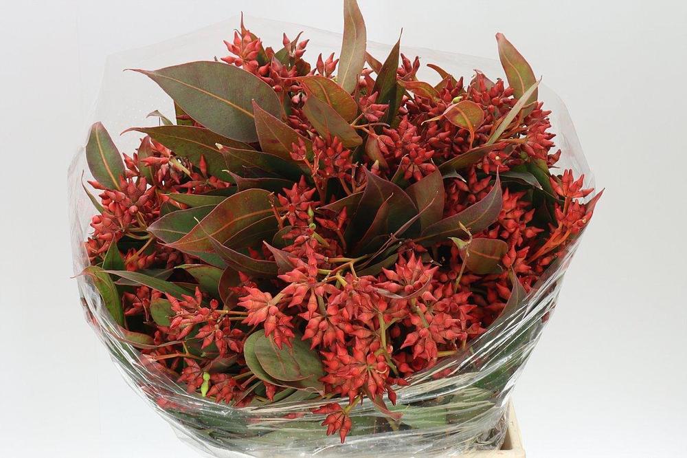 Zeleň - euk. robusta červený  bal.