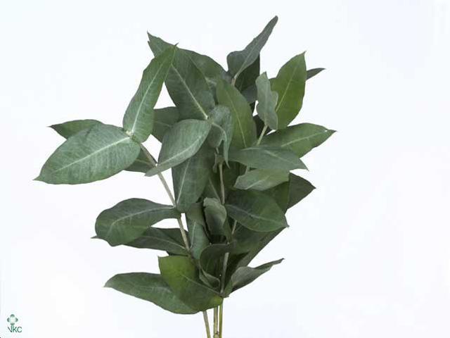 Zeleň - euk. robusta berries bal.