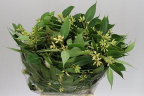 Zeleň - euk. robusta berries bal.