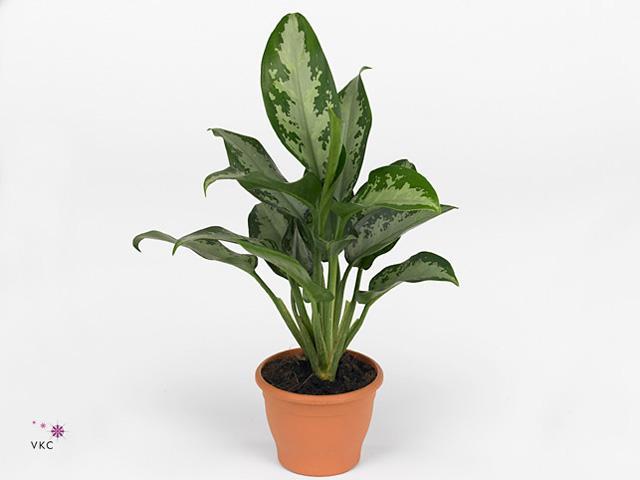 Aglaonema Greyhound