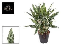 Aglaonema Greyhound