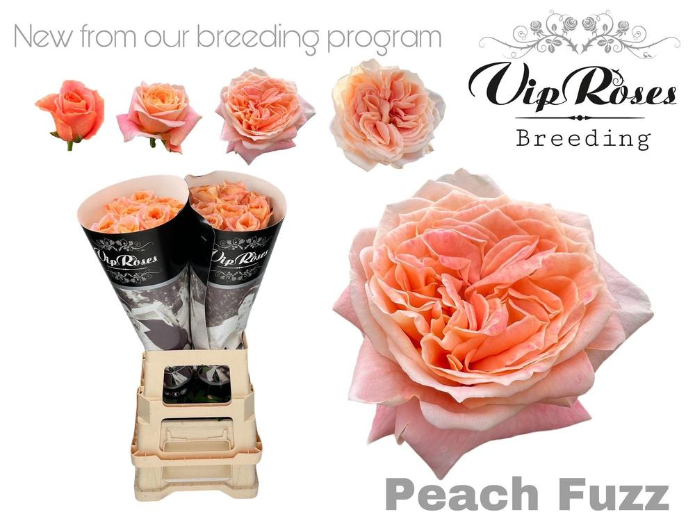 Rosa gr garden peach fuzz
