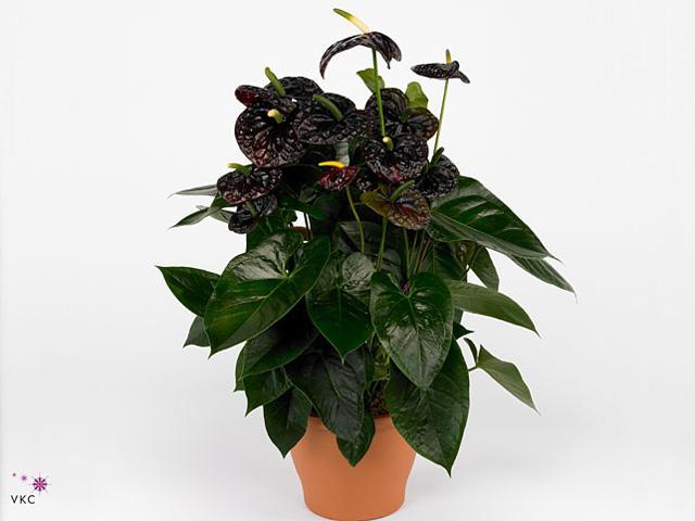 Anthurium Jambo Black