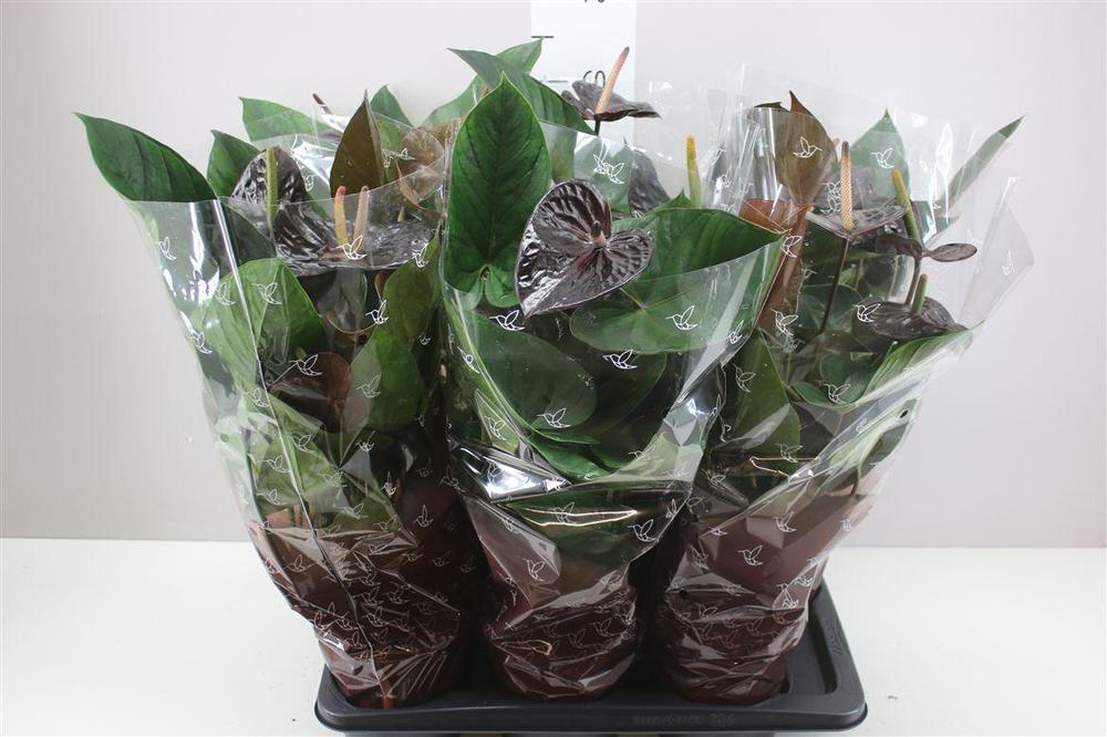 Anthurium Jambo Black