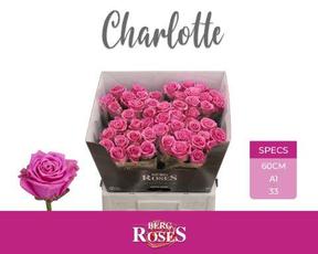 Rosa gr charlotte