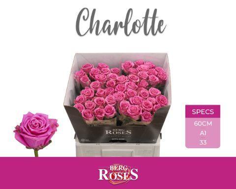 Rosa gr charlotte