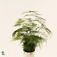 Asparagus plumosus CZ