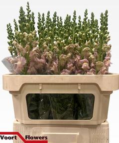 Leeuwenbek nantes pink