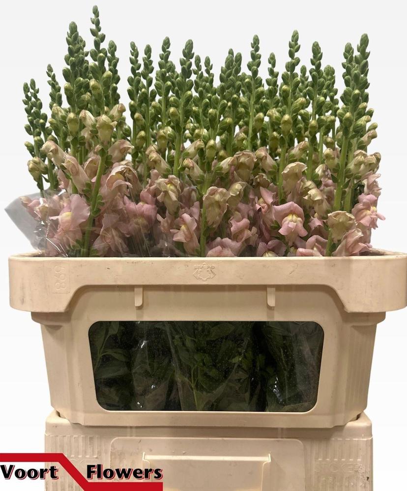 Leeuwenbek nantes pink