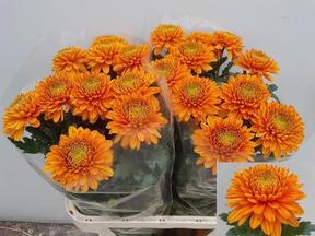 Chrys gp Willem orange