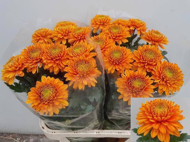 Chrys gp Willem orange