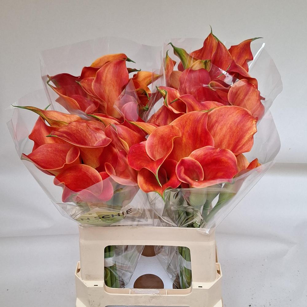 Zantedeschia sunset passion