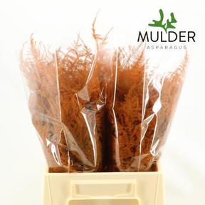 Zeleň - asparagus barvený mix