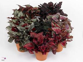 Begonia Beleaf Inca Flame