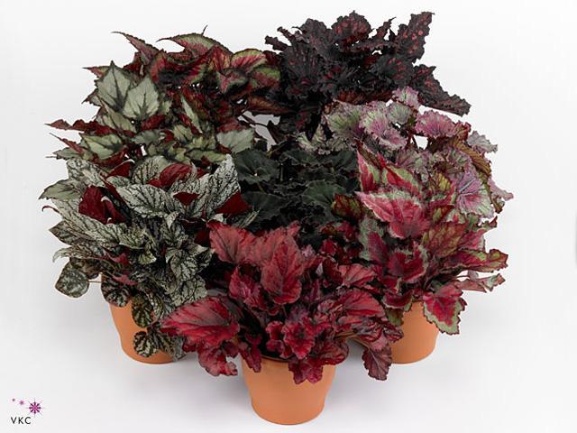 Begonia Beleaf Inca Flame