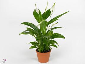 Spathiphyllum Pearl Cupido
